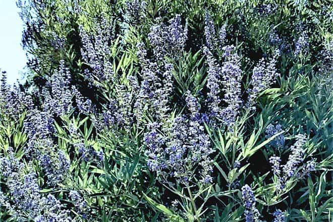 A flowering lilac chastetree (Vitex agnus-castus), one of several Mediterranean plants used in Philistine rituals. Photo by Sofia Frumin.