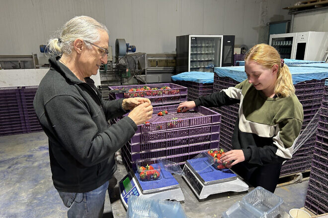 Volunteers Stuart Bogom and Lere Nel pack strawberries in Bnei Netzarim on the Israel-Egypt border, just south of Gaza. Photo by Judy Lash Balint.