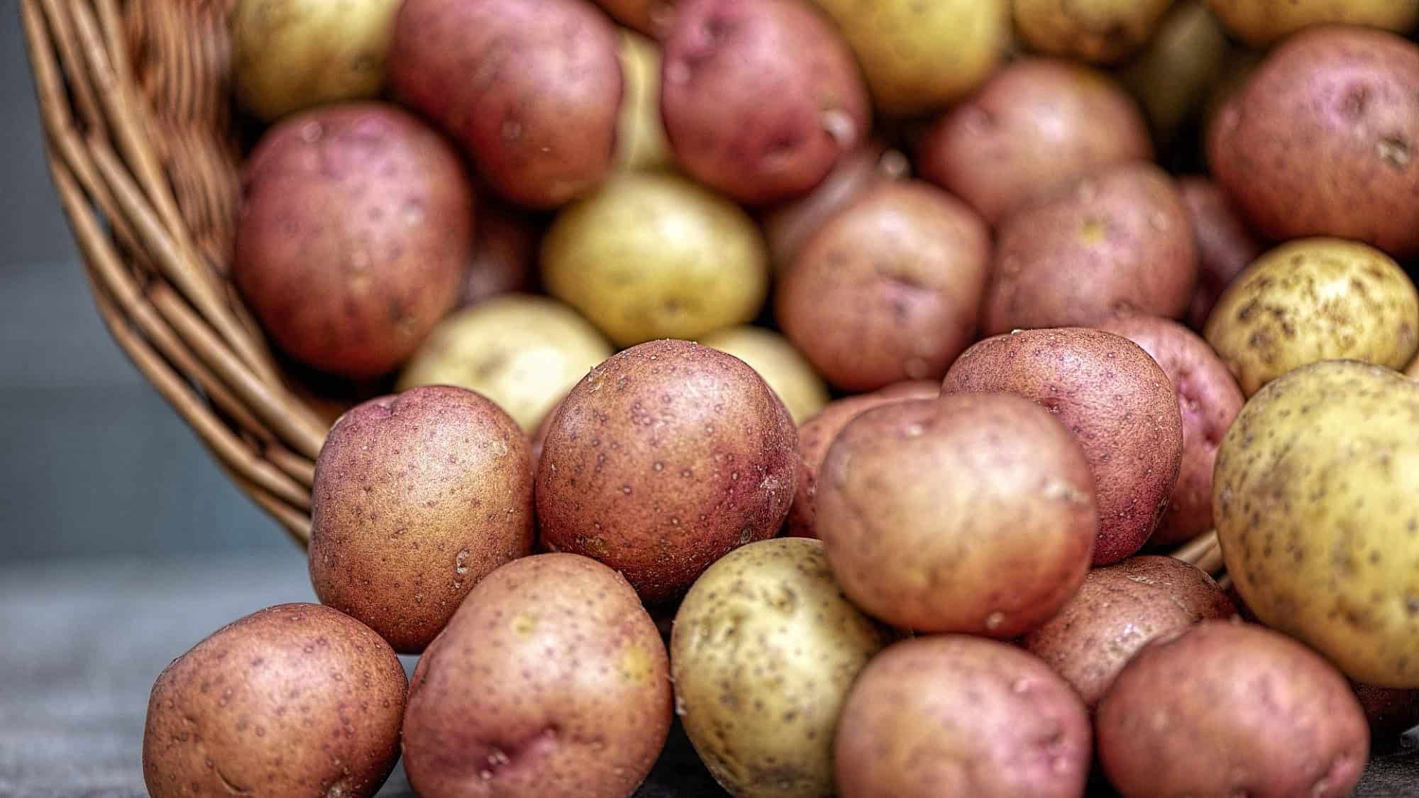 Assorted potatoes. Credit: Stan Balik/Pixabay.