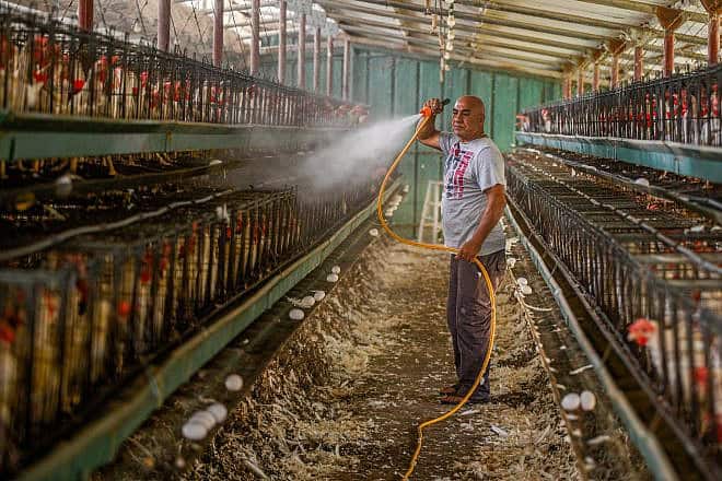 Kobi Sarmili, a farmer in Margaliot, uses a water hose to cool his chickens during a heavy heat wave at the farm, Aug. 14, 2023. Photo by Ayal Margolin/Flash90.