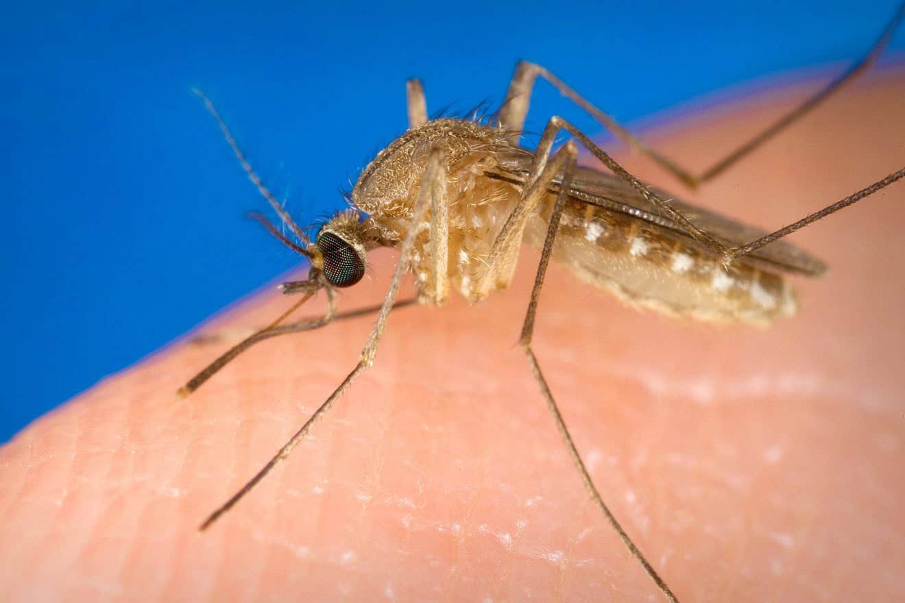 Known as a vector for the West Nile virus, this Culex quinquefasciatus mosquito has landed on a human finger and is preparing to bite the affected person. Photo via Smith Collection/Gado/Getty Images/Courtesy CDC/James Gathany.