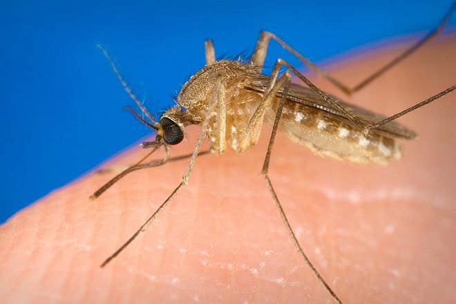 Known as a vector for the West Nile virus, this Culex quinquefasciatus mosquito has landed on a human finger and is preparing to bite the affected person. Photo via Smith Collection/Gado/Getty Images/Courtesy CDC/James Gathany.