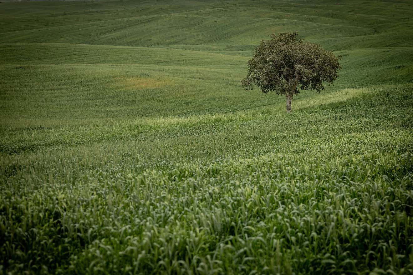 A tree in a field in Ruhama Badlands in southern Israel on March 3, 2024. Photo by Chaim Goldberg/Flash90.