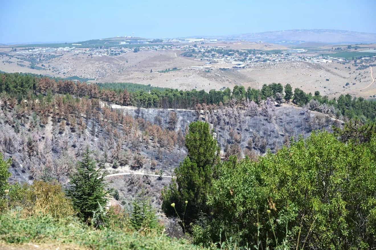A charred section of the Biriya Forest in northern Israel as a result of projectiles launched by Hezbollah in Southern Lebanon, July 2024. Credit: Michael Huri/KKL-JNF.