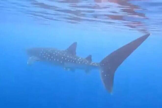 A whale shark near the Red Sea resort city of Eilat. Photo by Sagi David Kabra/Freedive Eilat.
