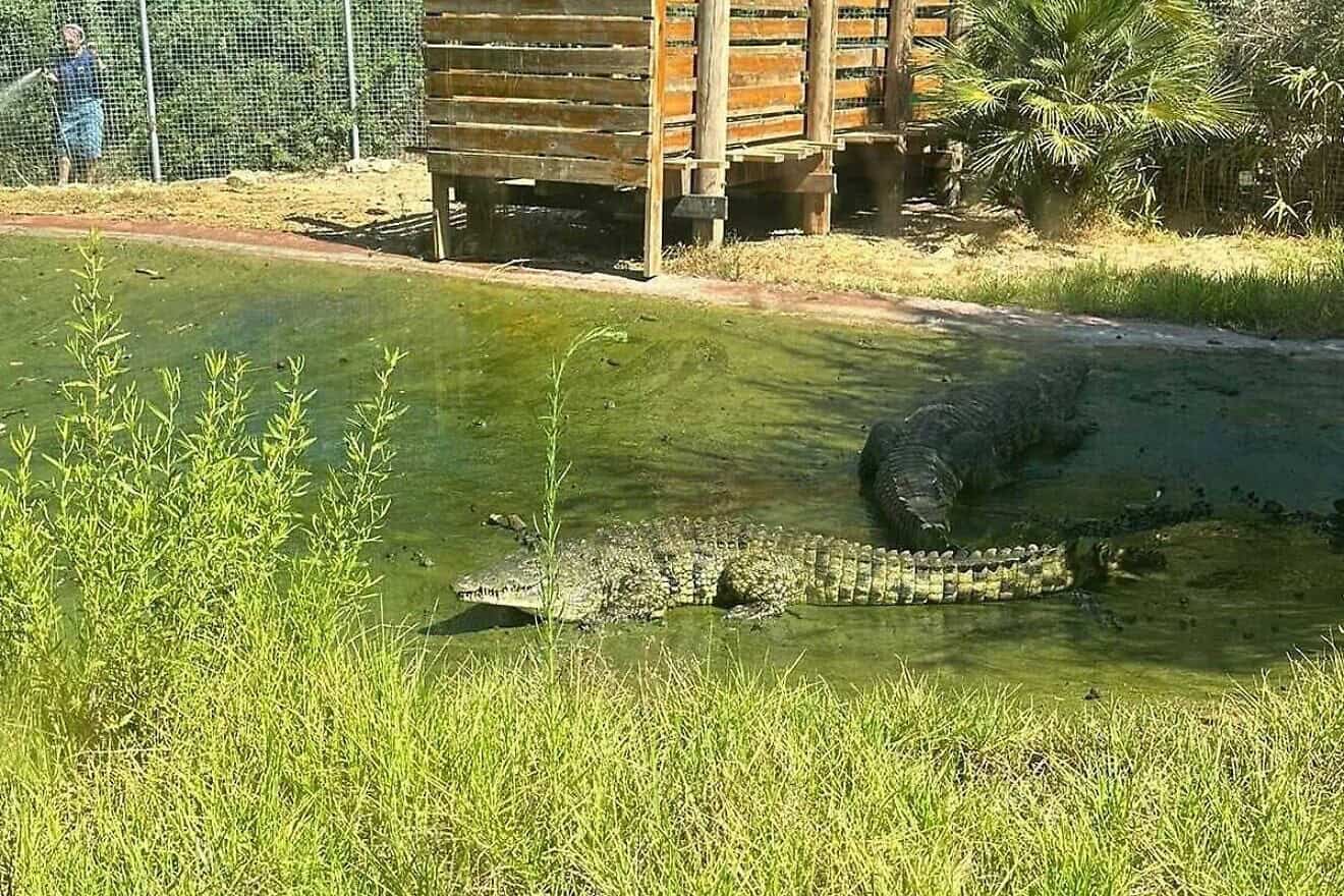 Crocodiles at the Biblical Zoo in Jerusalem, Aug. 18, 2024. Credit: Israel Police.