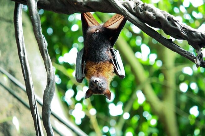 A bat hanging from a tree. Credit: Worldbycap/Pixabay.