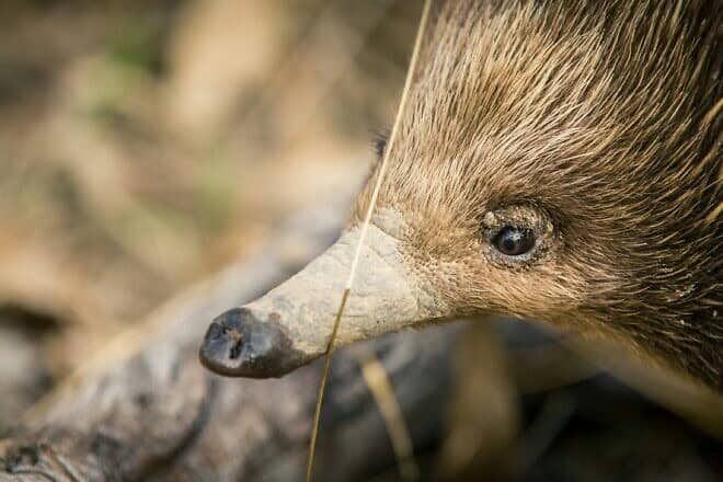 A porcupine. Photo by Jacob Dyer/Unsplash.