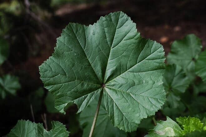 In Israel, the mallow leaf grows abundantly in response to the first winter rains. Credit: dimitrisvetsikas1969/Pixabay.