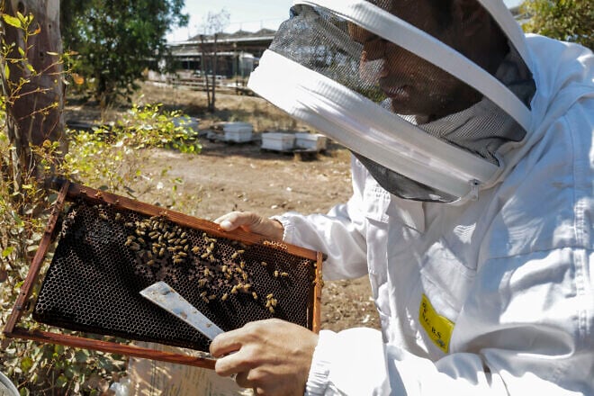 Beekeepers and second-generation honey manufacturers are getting the last honey and almonds gift package orders ready, two days ahead of the Jewish New Year. Moshav Givat Yoav, Golan Heights on Sept. 30, 2024. Photo by Michael Giladi/Flash90.