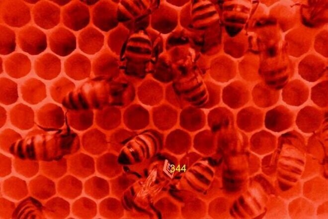 Under red light, which is used to film the bees without disturbing them, one barcoded bee is detected by the image-analysis software, and its personal identification number appears on the screen. Photo by Danny Minahan.