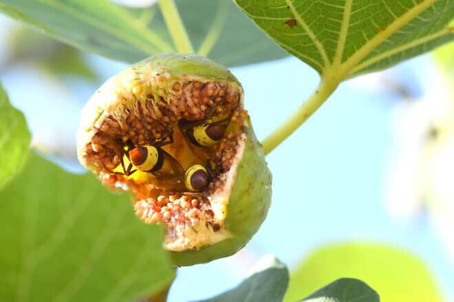 Oriental hornets. Photo by Professor Eran Levin/Courtesy of Tel Aviv University.