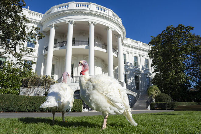 Guests greet turkeys “Peach” and “Blossom” at the 2024 National Thanksgiving Turkey Pardon on the South Lawn, Nov. 25, 2024. Credit: Oliver Contreras/White House.