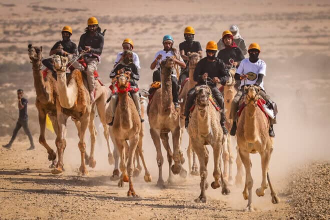Israeli Bedouin take part in a camel race near Ashalim in the northern Negev on Nov. 1, 2024. Photo by Jamal Awad/Flash90.