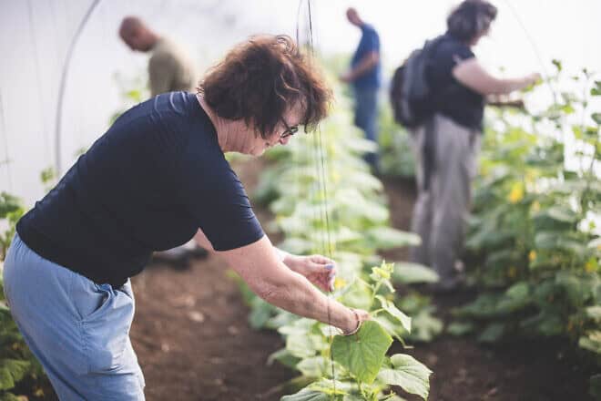 Jewish National Fund volunteers help Israeli farmers. Credit: Courtesy.