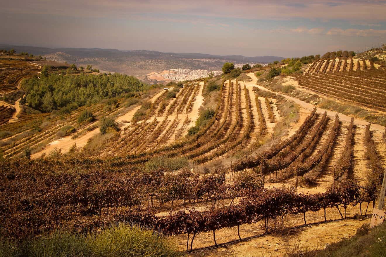 Vineyards outside the Jewish community of Alon Shvut in the Gush Etzion region of Judea, Nov. 24, 2020. Photo by Gershon Elinson/Flash90.