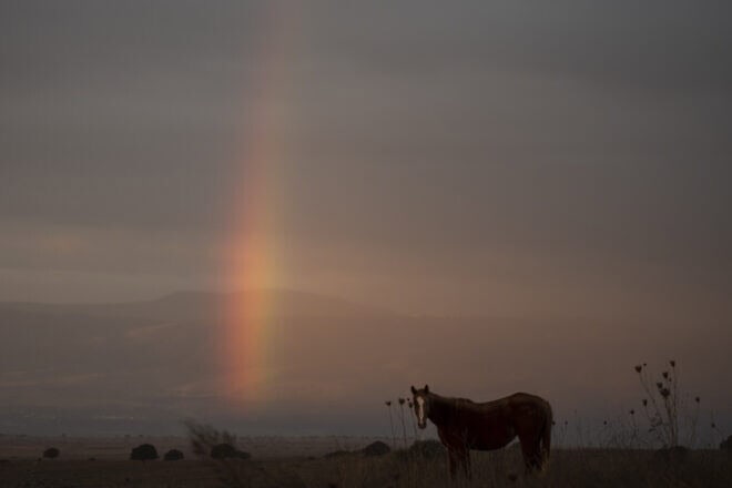 Wild horses graze at sunrise overlooking the Hula Valley, near Route 978 in the Israeli Golan Heights, Nov. 27, 2024. Photo by Michael Giladi/Flash90.