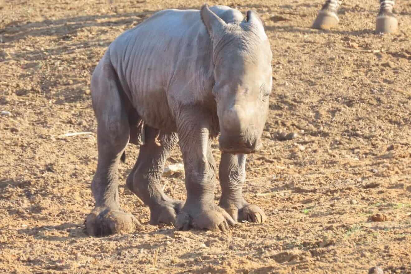 Re’i. Credit: Ramat Gan Safari/Facebook.