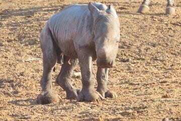 Re’i. Credit: Ramat Gan Safari/Facebook.