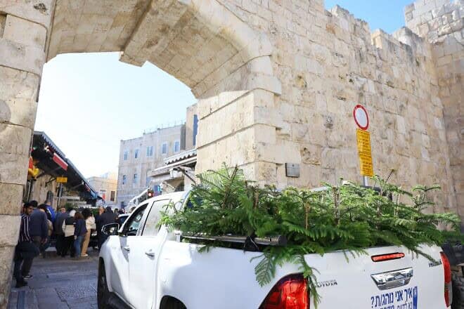 Christmas trees are handed out by the Jerusalem Municipality at an entrance to the Old City, Dec. 19, 2024. Photo by Arnon Bossani.