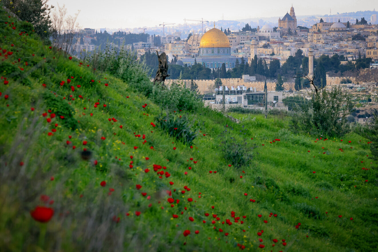 An anemone field with the Temple Mount and Jerusalem's Old City in the background as it seen from Emek Tzurim National Park on Feb. 17, 2024. Credit: Yossi Zamir/Flash90.