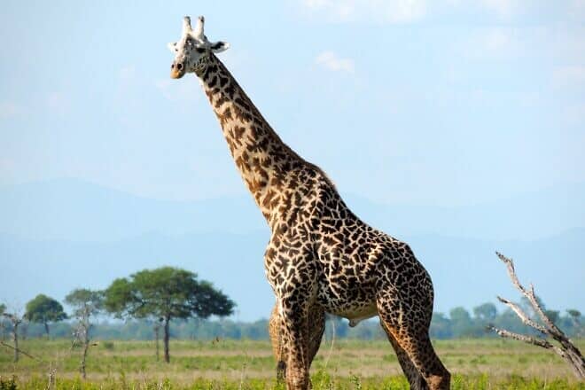 A Masai giraffe, Tanzania's national animal, in the Serengeti, Jan. 12, 2013. Credit: David Sluka/Pixabay via Wikimedia Commons.