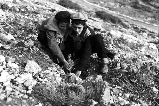 The planting of the first saplings in the Martyrs Children Forest, 1953. Credit: Avraham Melaski, KKL-JNF Photo Archive.