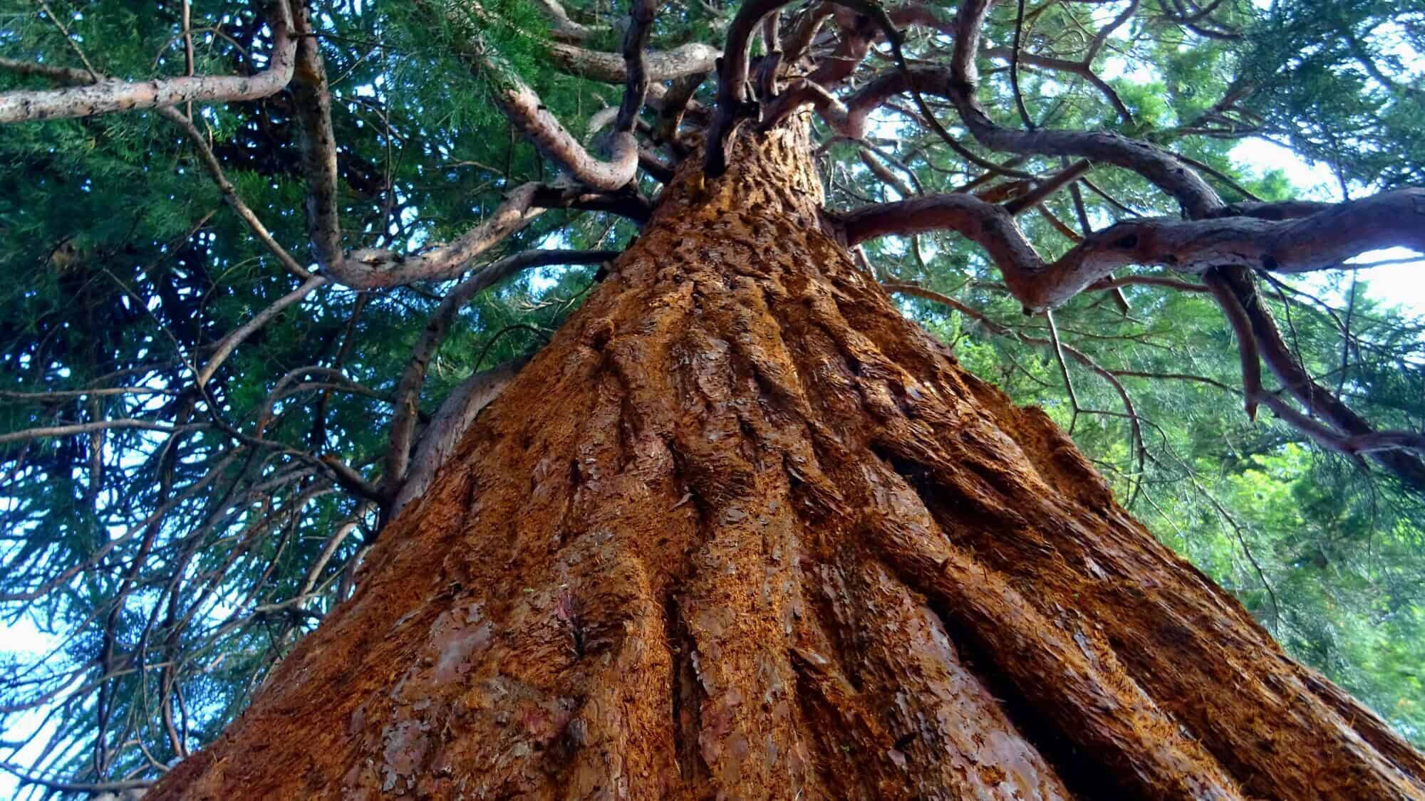 California redwoods. Credit: SevenStorm Juhaszimrus/Pexels.