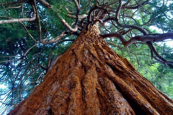 California redwoods. Credit: SevenStorm Juhaszimrus/Pexels.