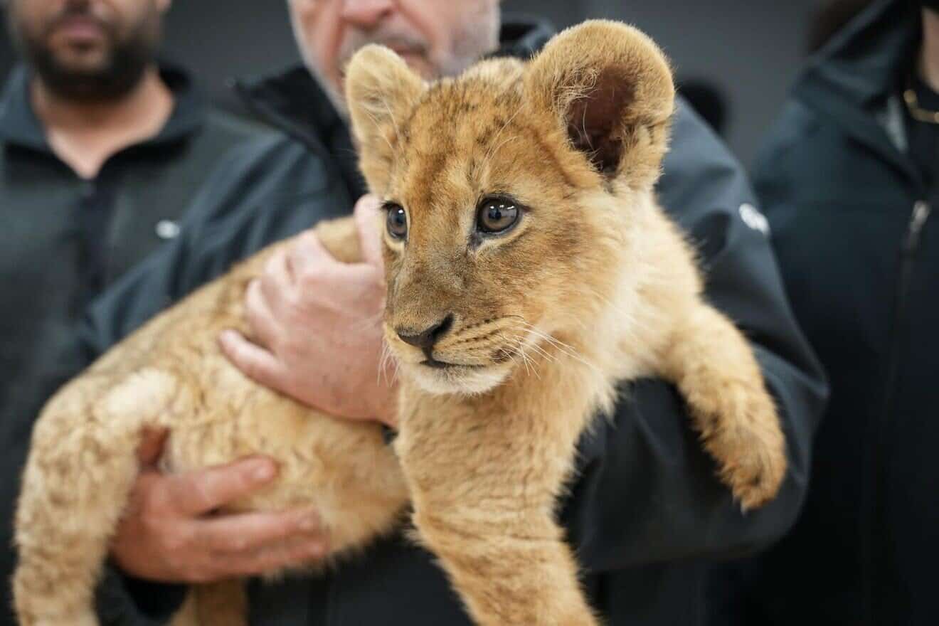 A rescued lion cub. Credit: Israel Police.