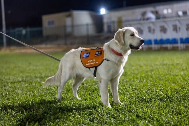 An emotional support dog, part of the United Hatzalah's Psychotrauma Canine Unit, March 11, 2025. Credit: United Hatzalah.