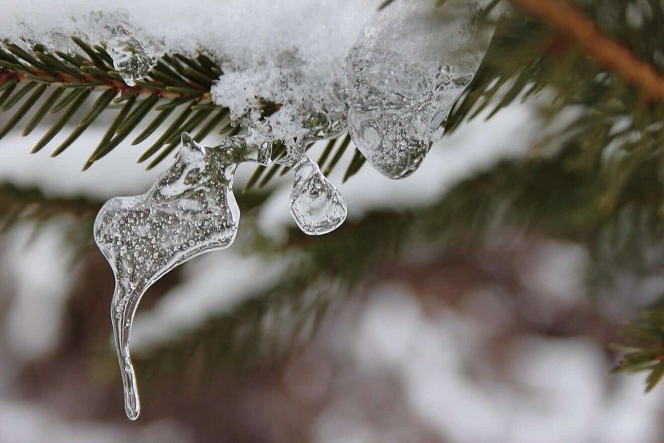 Spruce branch in snow. Credit: Else Siegel via Pixabay.