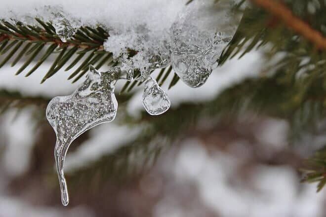 Spruce branch in snow. Credit: Else Siegel via Pixabay.