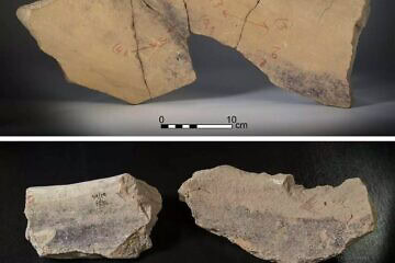 The evidence found at Tel Shiqmona includes large pottery basins stained with dye, grinding stones, and additional tools used in the process. Photo by Moshe Kan/PLOS One.